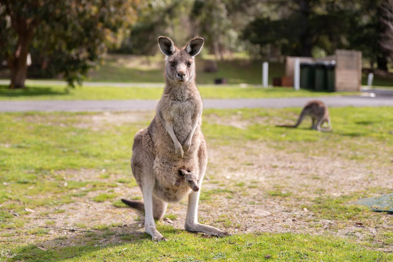 Breeze Holiday Parks - Halls Gap Luaran gambar