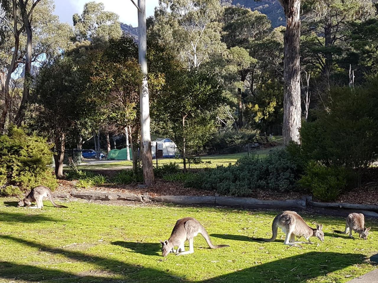 Breeze Holiday Parks - Halls Gap Luaran gambar